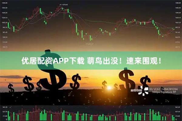 优居配资APP下载 萌鸟出没！速来围观！